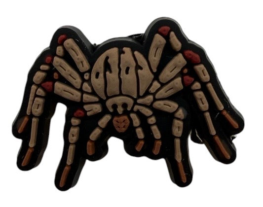 Spider | Animals